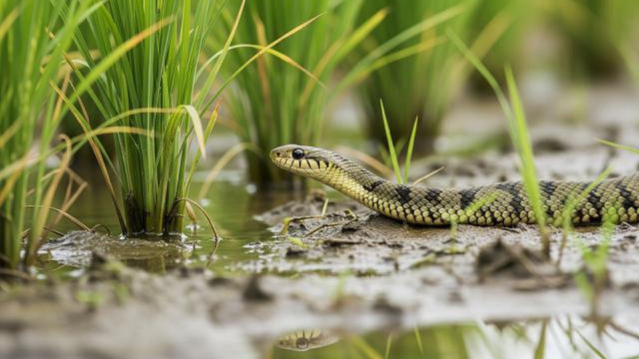 Banyak Orang Salah Paham, Ini Fungsi Ular Sawah yang Jarang Dijelaskan