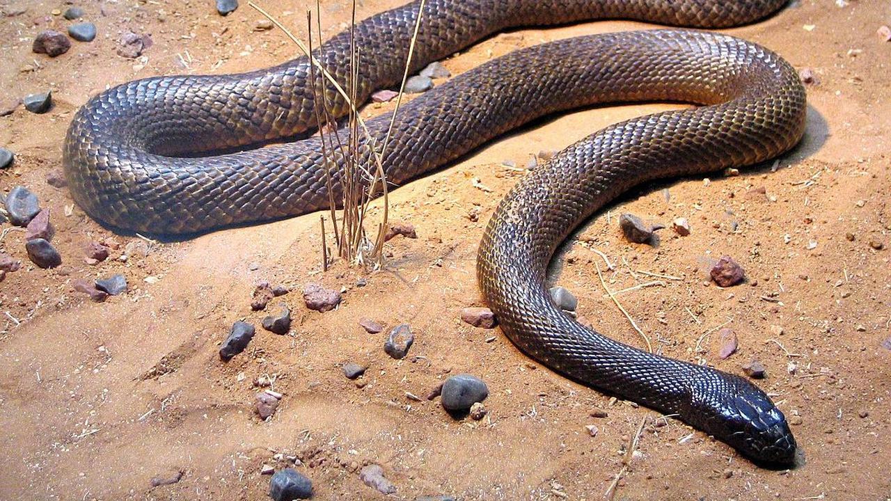 1. Inland Taipan