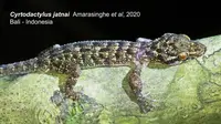 Penemuan Spesies Endemik Baru Reptil di Taman Nasional Bali Barat. foto: dok. Kementerian LHK.