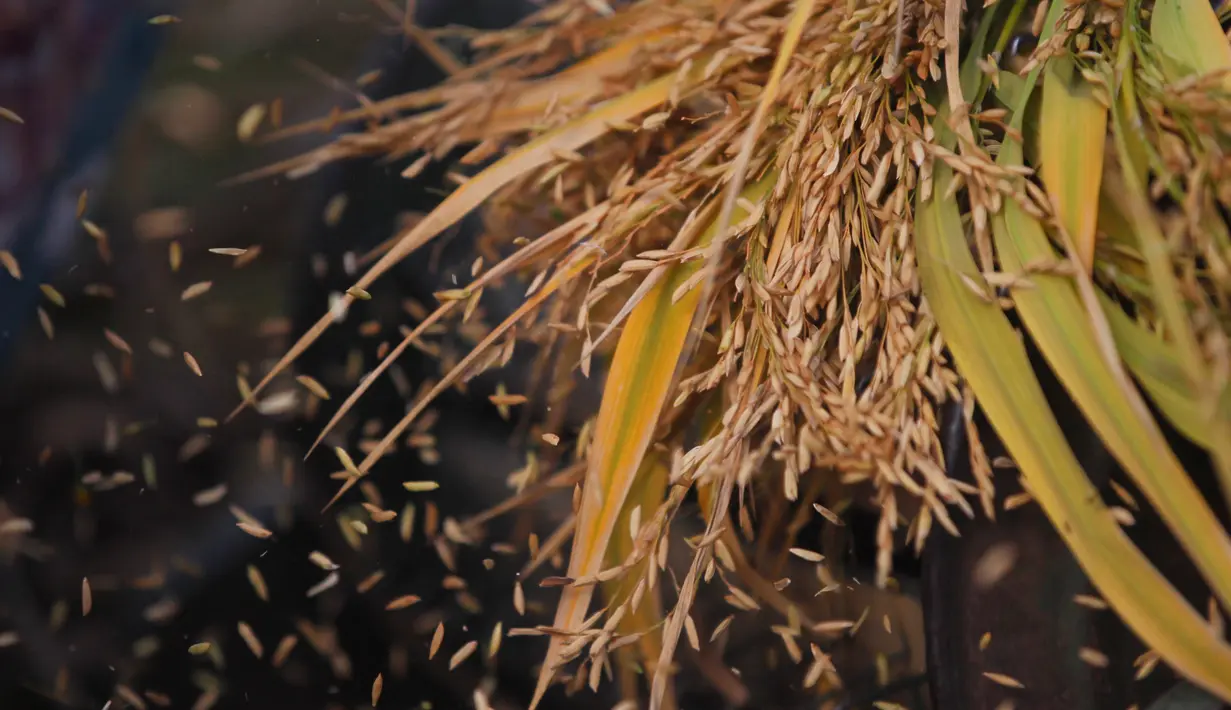 Petani Nepal memisahkan biji-bijian setelah panen padi di Chaukot, pinggiran Kathmandu, Nepal (30/10). Pertanian adalah sumber utama makanan, pendapatan, dan pekerjaan bagi mayoritas orang di negara Himalaya ini. (AP Photo/Niranjan Shrestha)
