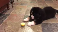Bikin Gemas, Seekor Anak Anjing Mengajak Potongan Lemon Bermain