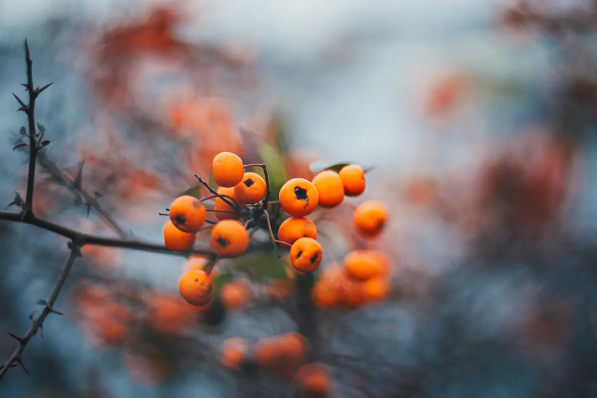 Buah Kesemek