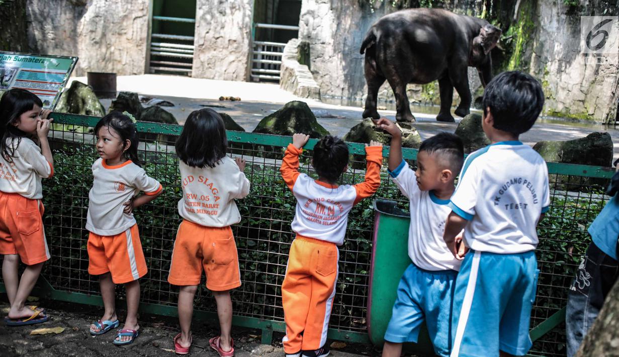 Sejumlah anak TK melihat gajah di Taman Marga Satwa Ragunan, Jakarta, Kamis (13/12). Kegiatan tersebut untuk mengajarkan anak-anak untuk lebih mengenal binatang-binatang. (Liputan6.com/Faizal Fanani)
