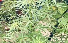 Polres Keerom Ungkap Penemuan Kebun Ganja Siap Panen di Arso