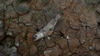 Seekor ikan mati di tepi Sungai Solimoes sebagai dampak kekeringan. (AP Photo/Edmar Barros)