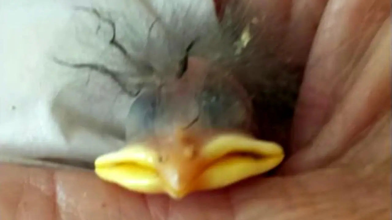 Burung Jalak Ini Mendapatkan Kesempatan Ke Dua 