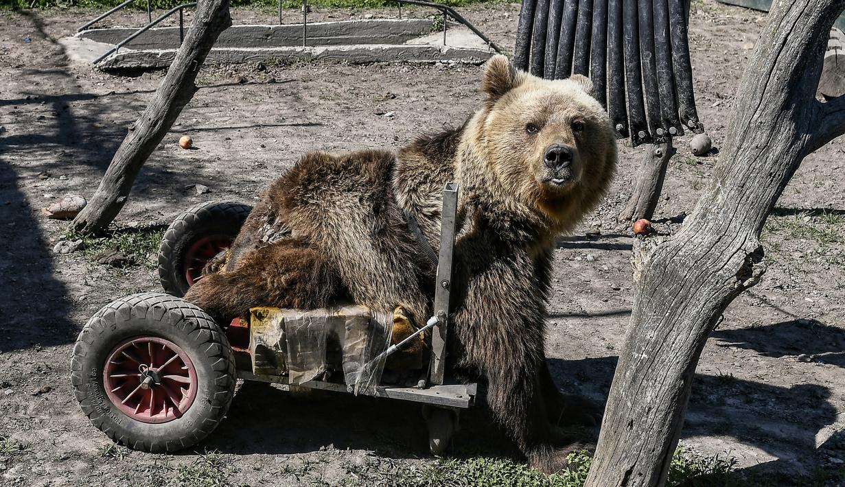 Seekor beruang lumpuh bernama Usko bermain di tempat perlindungan Arcturos di Nymfaio, Yunani (23/4). Karena lumpuh, Usko harus menggunakan dua roda untuk berjalan. (AFP Photo/Aris Messinis)
