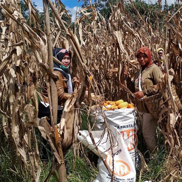 Di Tengah Wabah Covid 19 Petani Oku Selatan Siap Panen Raya Bisnis Liputan6 Com