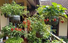 Hemat Lahan! Ini 5 Jenis Pohon Buah yang Bisa Tumbuh di Taman Gantung