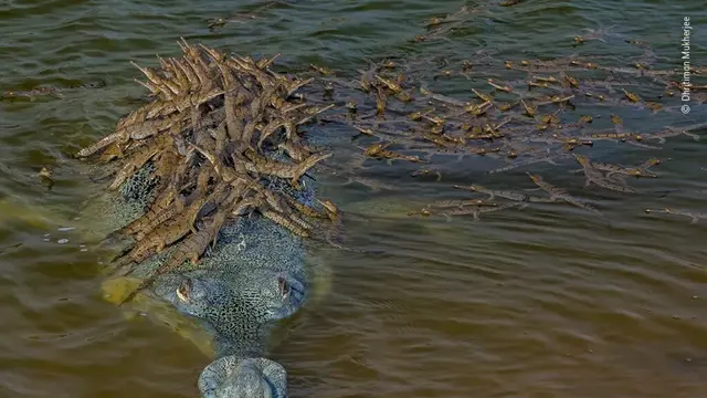 Viral foto seekor buaya yang menggendong 100-an anaknya di punggung.
