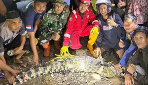 Teror Buaya Muara Cimandiri Sukabumi Belum Usai