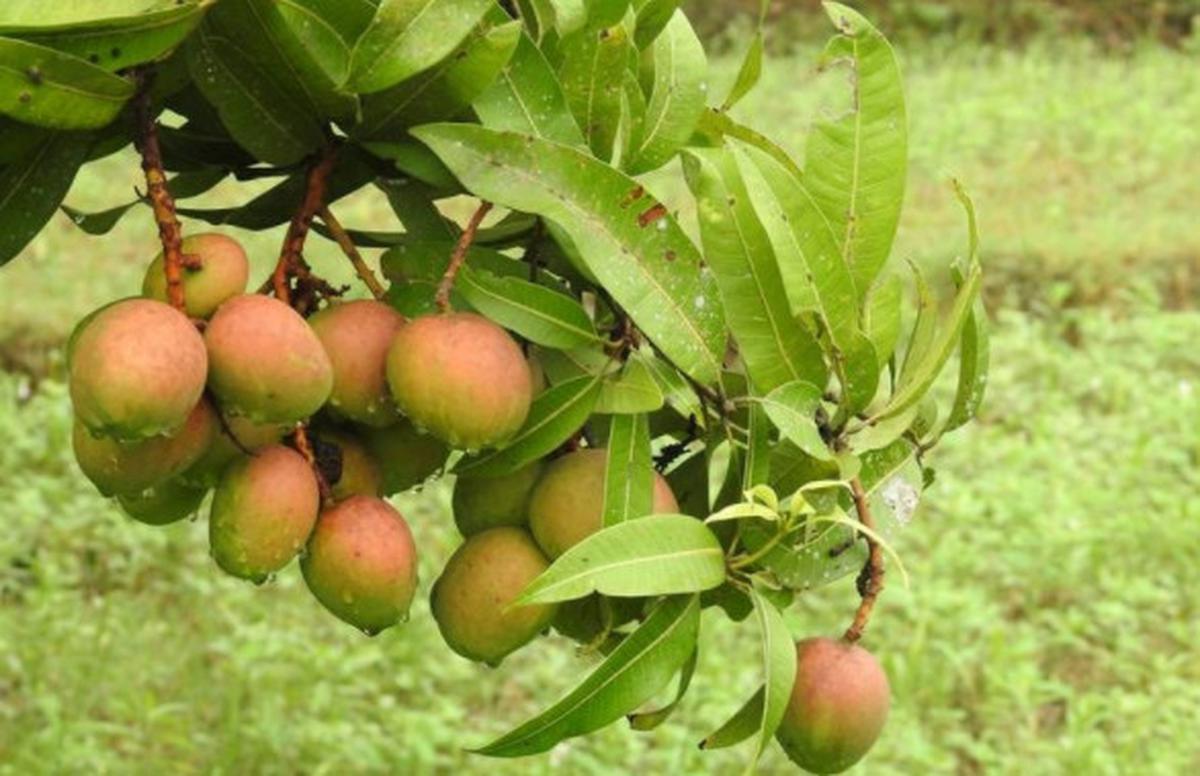 Inovasi Unik, Petani Ini Ciptakan Mangga Berbentuk Seperti Apel dan Rasanya Seperti Pisang