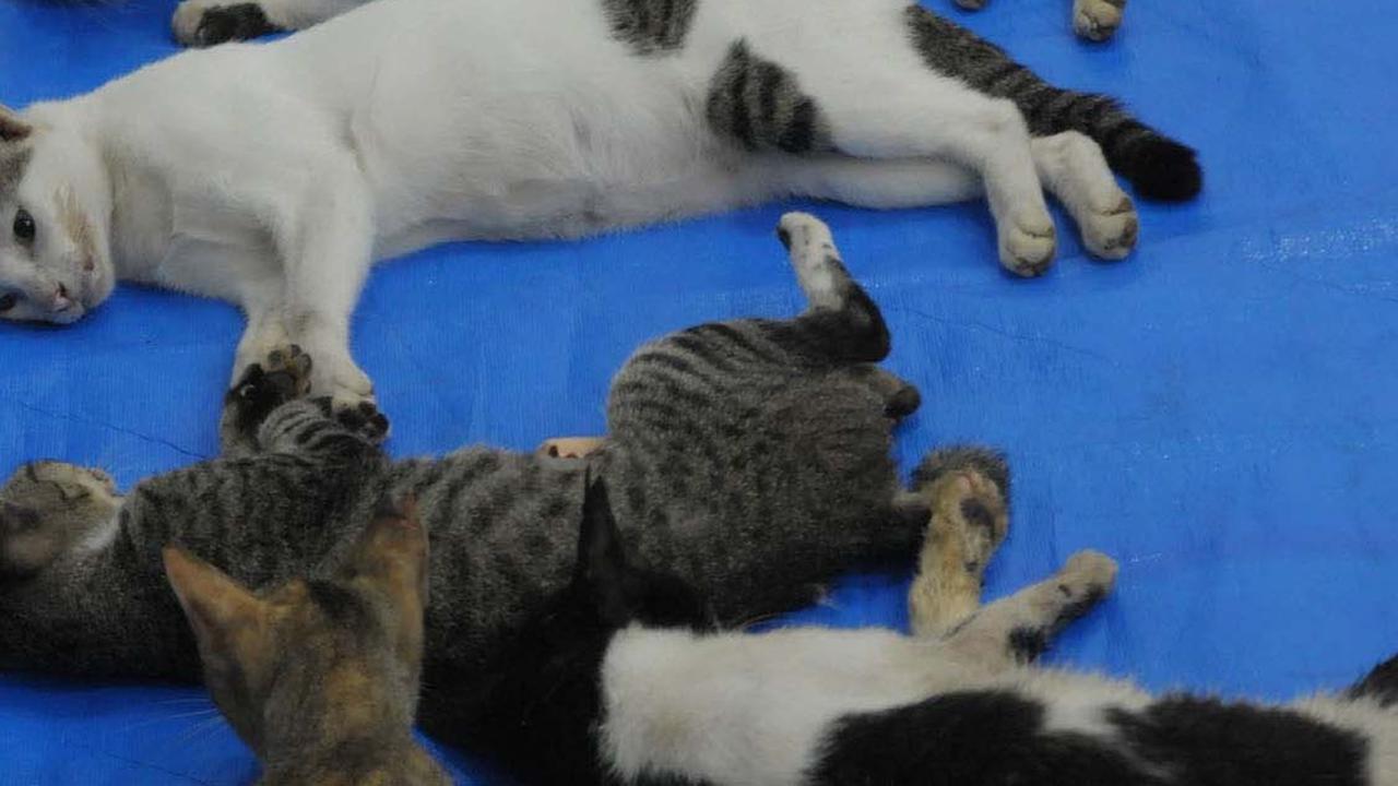 Ciri-ciri Kucing Rabies, Ketahui Penyebabnya yang Perlu Diwaspadai
