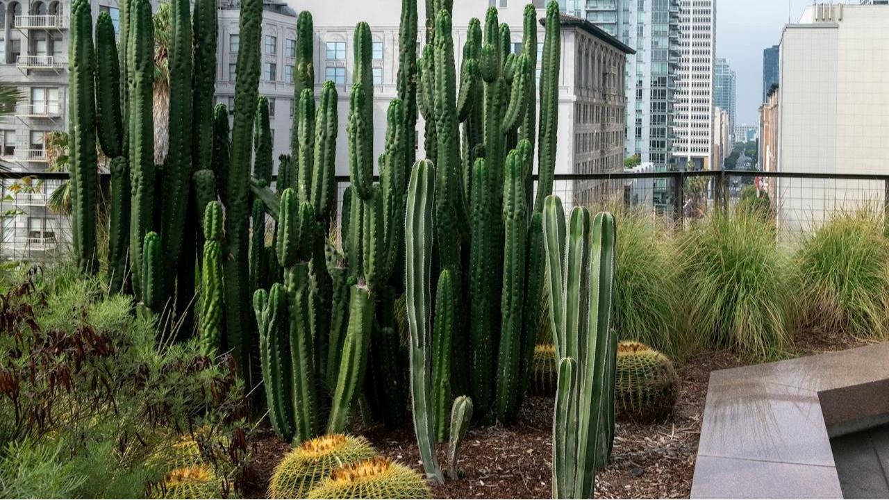 Ilustrasi Rooftop Garden