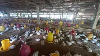 Kementerian Pertanian (Kementan) terus berupaya melakukan stabilisasi usaha ayam potong, salah satunya dengan pola kemitraan.