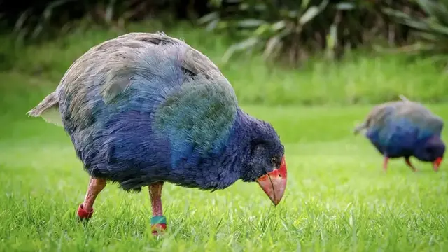 10 Hewan Langka yang Diduga Punah, Kini Muncul Kembali dan Ditemukan Hidup