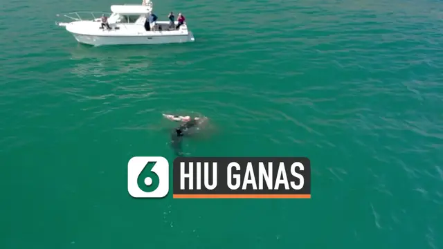 hiu ganas