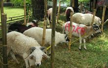 Idul Adha 2025 Kurang 15 Hari: Lebih Utama Mana, Kurban Kambing Sendirian atau Sapi Patungan?