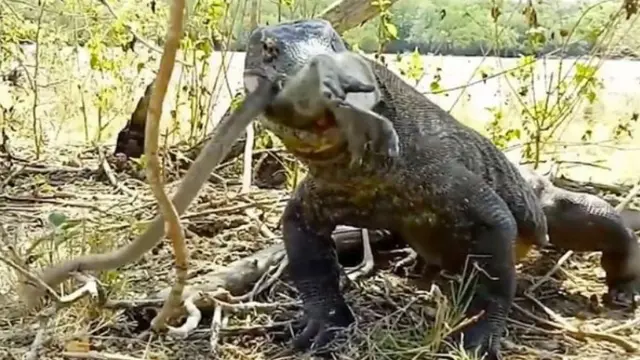 Viral, Video Komodo Memangsa Monyet dalam Keadaan Utuh