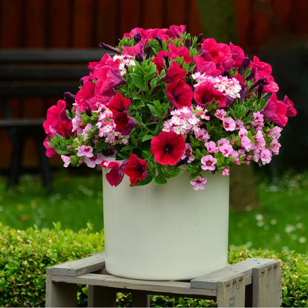 Petunia