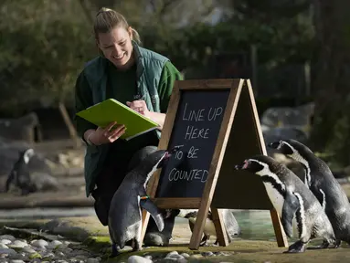 Penguin berbaris untuk dihitung saat melakukan inventarisasi tahunan di Kebun Binatang ZSL London, di London, Rabu (3/1/2024). (AP Photo/Kirsty Wigglesworth)