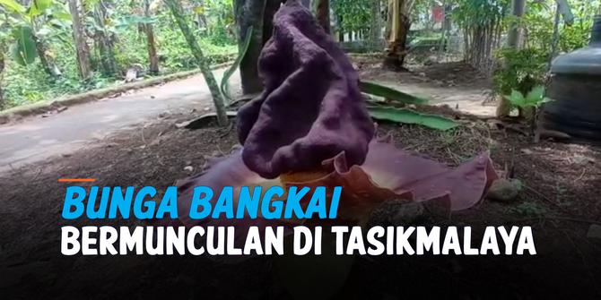 VIDEO: Bunga Bangkai Bermunculan di Tasikmalaya, ada yang di Pekarangan Rumah Warga