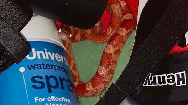 Ular jagung yang ditemukan oleh Kasia