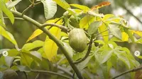 Mitos Pohon Uang yang Tumbuh di Kebun Raya Cibodas