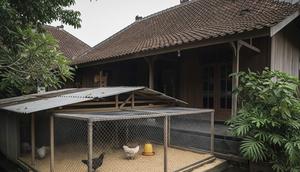 Desain Umbaran Ayam di Samping Rumah Tanpa Mengganggu Tetangga. Foto: Gemini