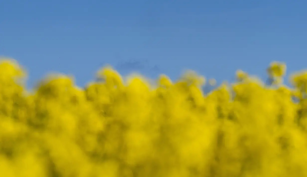 <p>Pemandangan langit biru dan ladang ladang bunga canola berwarna kuning keemasan yang mekar di Lellinge dekat Koege, Denmark timur, pada 15 Mei 2022. Lanskap tersebut terlihat menyerupai warna bendera nasional Ukraina yang berwarna biru dan kuning. (Mads Claus Rasmussen / Ritzau Scanpix / AFP)</p>