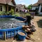 7 Cara Membuat Kolam Lele Rumahan Tanpa Menggali Tanah, Hemat Tempat dan Biaya