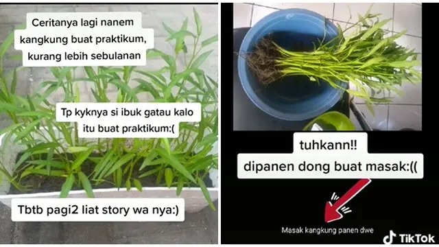 Tanam Kangkung untuk Praktikum, Sayuran Wanita Ini Malah Dipanen Ibunda