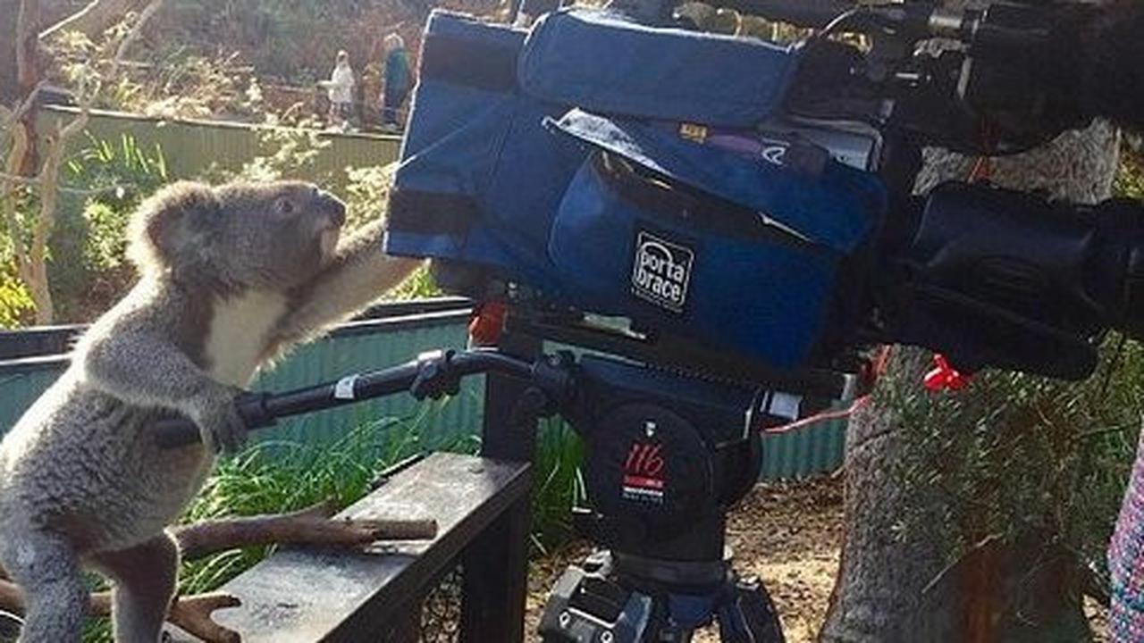 Di Australia, koala pintar bisa jadi kameramen