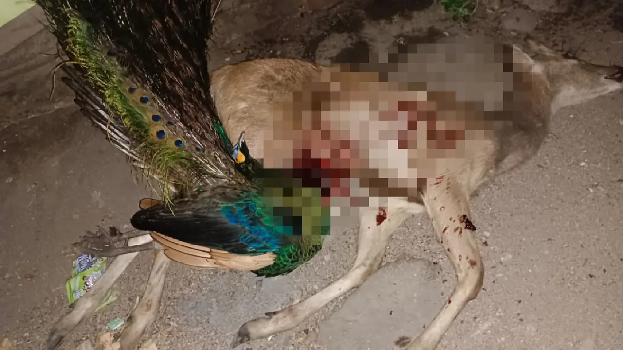 Dua ekor satwa dilindungi yang menjadi perburuan liar di Taman Nasional Baluran (Istimewa)