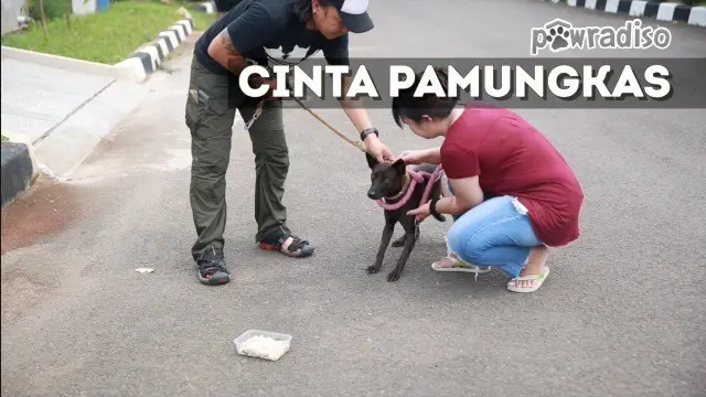 Padatnya kendaraan lalu lintas jalan menjadi ancaman bagi seekor anjing tak berpemilik di jalan protokol Jakarta. 