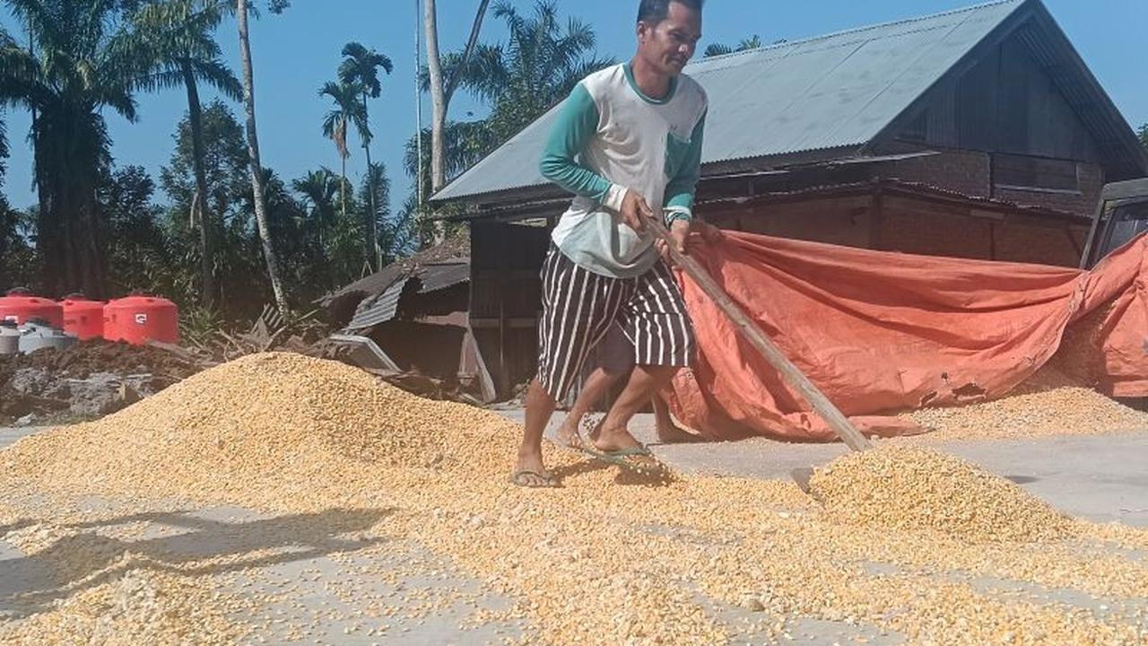 Dampak Bencana, Petani Agam Siap Beralih Tanam Jagung Demi Pemulihan Ekonomi