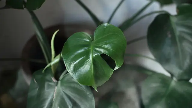 Monstera Lokal (Janda Bolong)