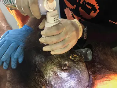 Seorang aktivis COP menggunakan alat bantu pernapasan berusaha menyelamatkan Orangutan di Bontang, Kalimantan Timur (7/2). Orangutan tersebut ditemukan di Desa Teluk Pandan, Kabupaten Kutai Timur, Kalimantan Timur. (AFP/Center For Orangutan Protection)