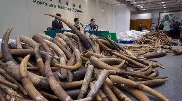 Sejumlah gading gajah sitaan diperlihatkan oleh Bea Cukai Hong Kong, Kamis (6/7). Otoritas Hong Kong menyita kargo berisi gading seberat 7,2 ton yang berasal dari Malaysia dengan nilai USD9 juta atau setara Rp120 miliar. (AP Photo/Kin Cheung)