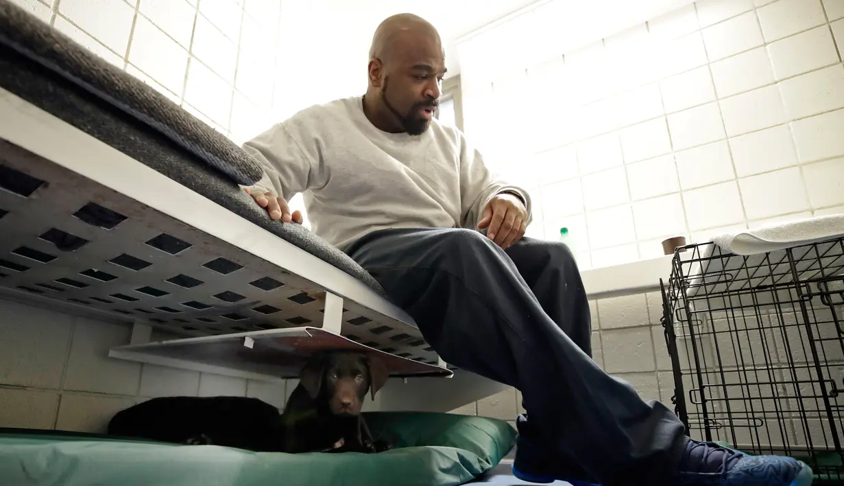 Narapidana Jonathan Ladson duduk bersama anak anjing di Penjara Merrimack County, Boscawen, New Hampshire, AS, Selasa (8/1). Narapidana di sini kebagian tugas untuk membina dan melatih anak anjing selama dua bulan ke depan. (AP Photo/Elise Amendola)