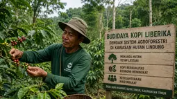 Petani di Kaltim Kembangkan Kopi Berkelanjutan di Kawasan Hutan Lindung
