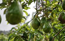 7 Tips Ampuh agar Buah Alpukat Tidak Busuk di Pohon Sebelum Dipanen