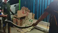 Bukan Tangkap Maling, Tim Ronda di Sukabumi Temuan Piton 3 Meter