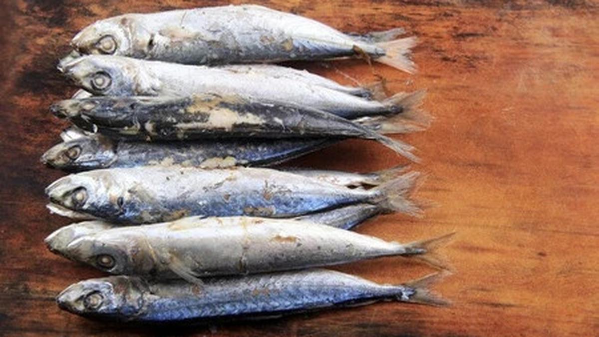 Resep Pindang Ikan Patin Khas Palembang, Sensasi Asam Pedas Gurih yang Menggoda Selera