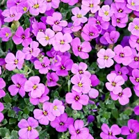 Kompetisi bunga. (Foto: pixabay)