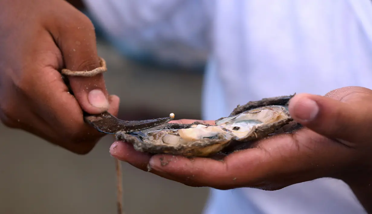 Pencari mutiara memperlihatkan batu mutiara yang berhasil dia temukan pada salah satu kerang  di pelabuhan Khairan, Kuwait (2/8). Warga Kuwait Berburu mutiara setiap tahun sekali. (AFP PHOTO/Yasser Al-Zayyat)