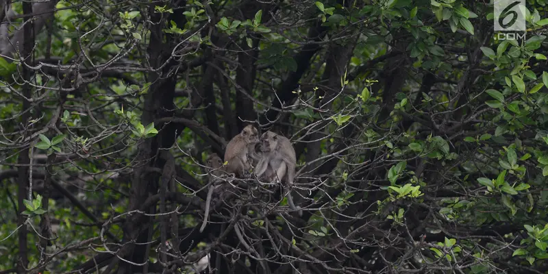 Melihat Monyet Ekor Panjang Mencari Makan di Hutan Mangrove Muara Angke