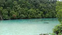 Kehe Daing yang berarti lubang ikan ini merupakan laguna cantik di Pulau Kakaban, Kepulauan Derawan. (Liputan6.com/Ramdania El Hida)