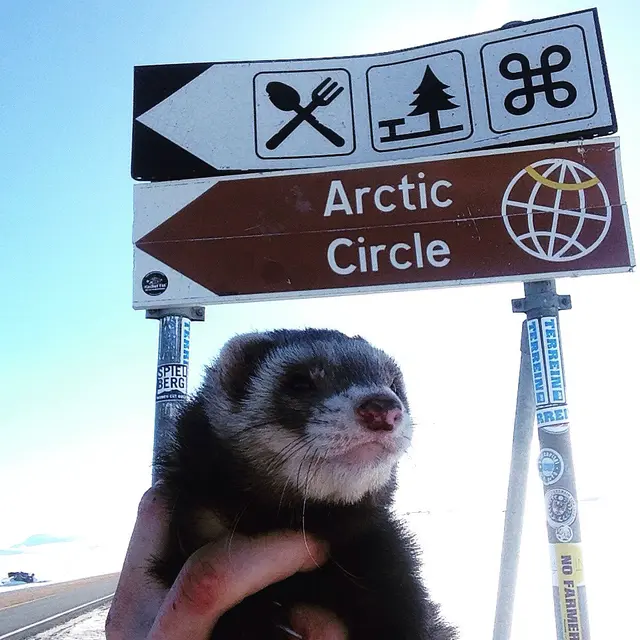 Musang milik Charles Hammerton.