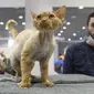 Seekor kucing Devon Rex menunggu penilaian, selama International Cat Show di Sochi, Rusia, Sabtu (29/1/2022). Sekitar seratus kucing berkompetisi dalam kompetisi internasional yang diadakan di resor Laut Hitam Sochi. (AP Photo/Ekaterina Lyzlova)